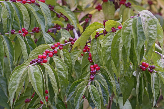 Imagem de Lonicera maackii (Rupr.) Maxim.