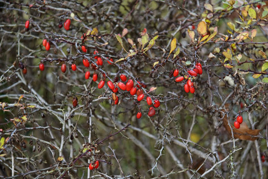 Image of Japanese barberry