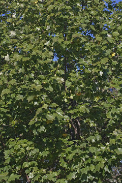 Image of Tulip tree