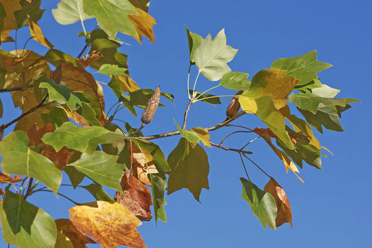 Image of Tulip tree