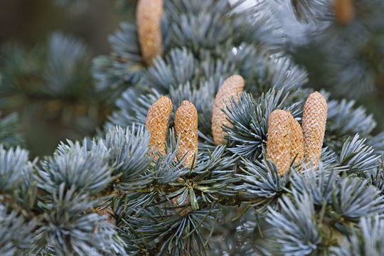 Image of noble fir