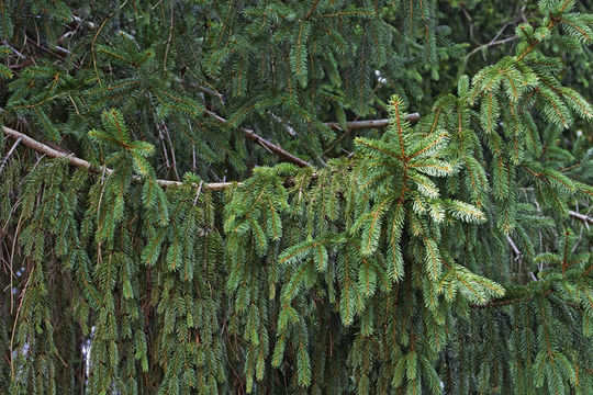 Image of Norway spruce