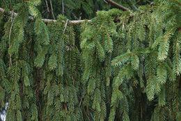 Image of Norway spruce