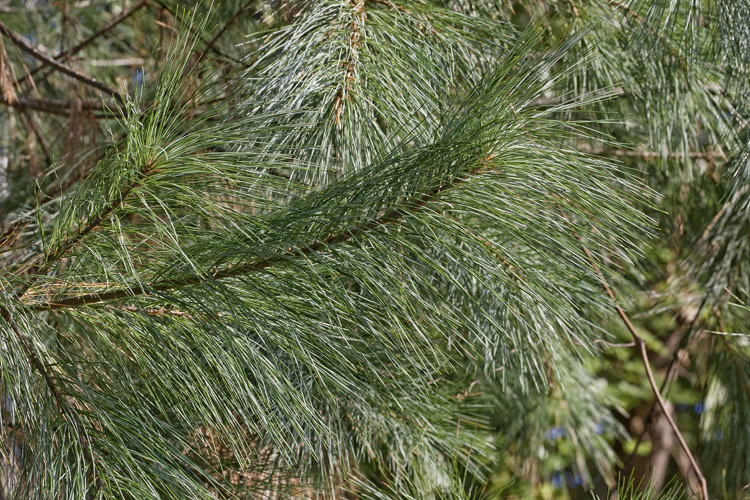 Image of eastern white pine