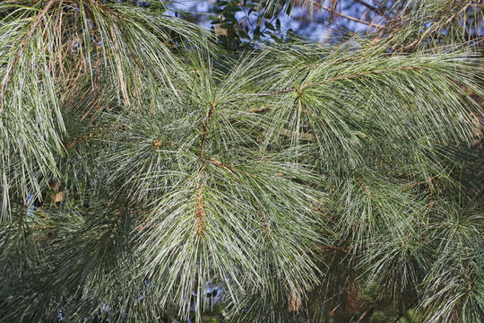 Image of eastern white pine