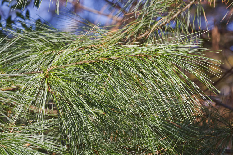 Image of eastern white pine