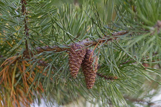 Image of eastern white pine