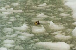 Image of common seal, harbour seal