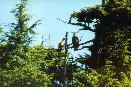 Image of Bald Eagle