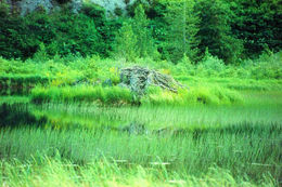 Image of American Beaver