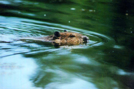 Image of American Beaver