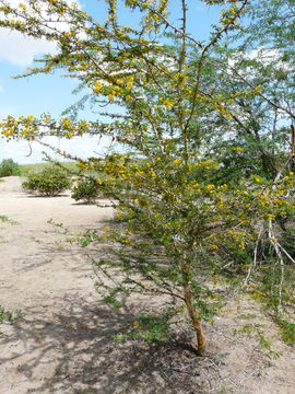 Image of acacia