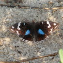 Image de Junonia oenone Linnaeus 1764