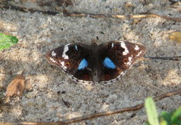 Image of Dark Blue Pansy