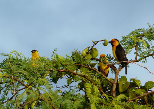 Image of Black-necked Weaver