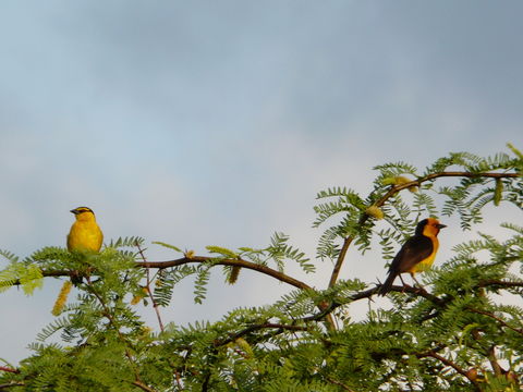 Image of Black-necked Weaver