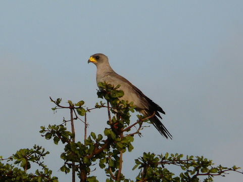 Image of Eastern Chanting Goshawk