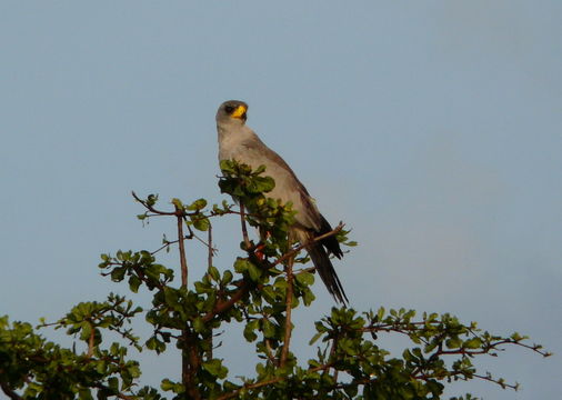 Image of Eastern Chanting Goshawk