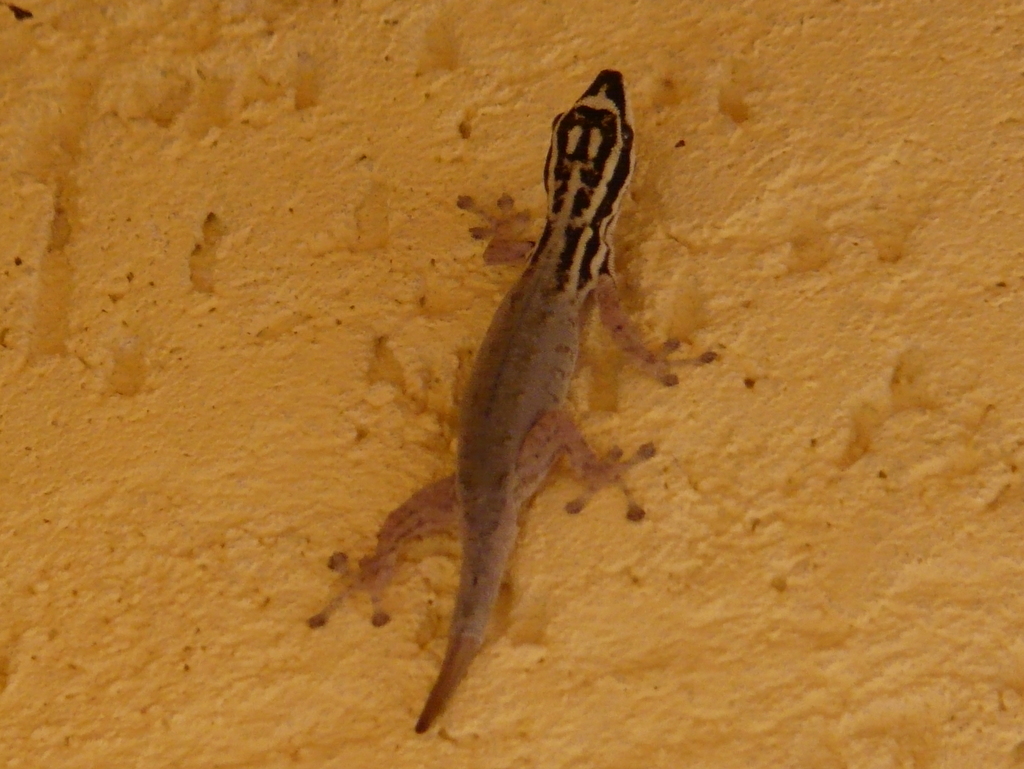 Lygodactylus mombasicus Loveridge 1935 resmi