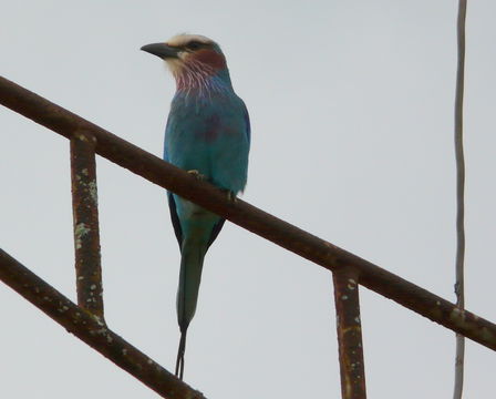 Sivun Coracias caudatus lorti Shelley 1885 kuva