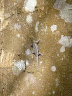 Lygodactylus picturatus (Peters 1870) resmi