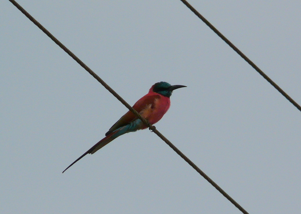 Image of Northern Carmine Bee-eater