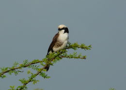 Image of Northern White-crowned Shrike