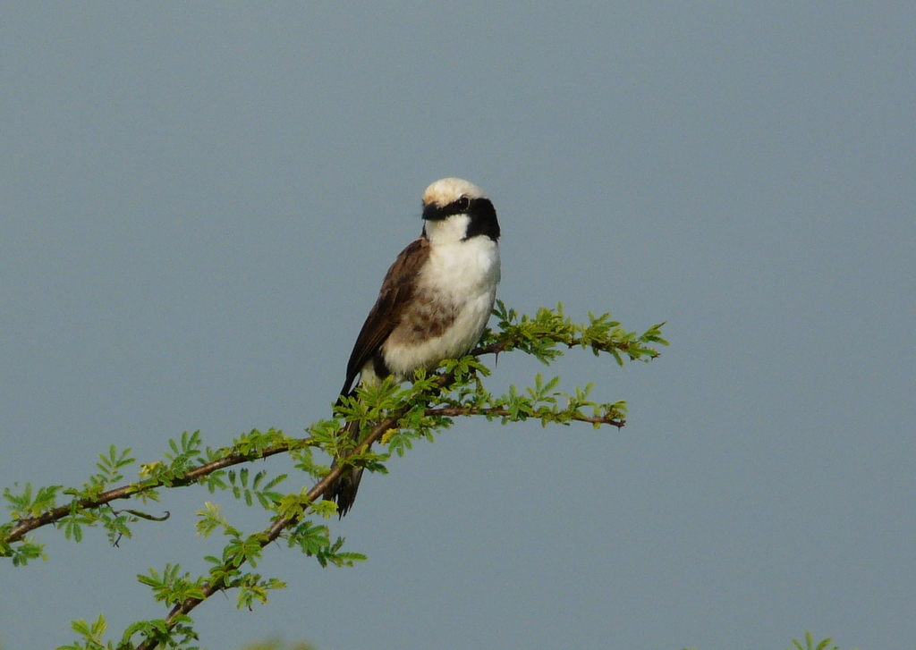 Image of Northern White-crowned Shrike