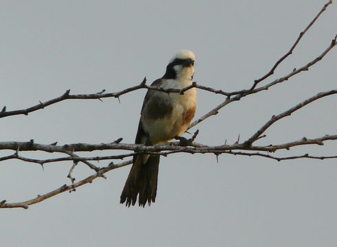 Image of Northern White-crowned Shrike