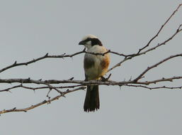 Image of Northern White-crowned Shrike