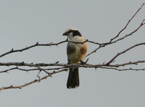 Image of Northern White-crowned Shrike