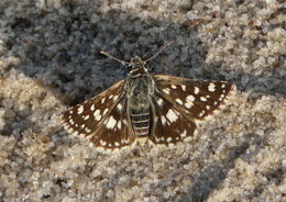 Image of Spialia spio Linnaeus 1764