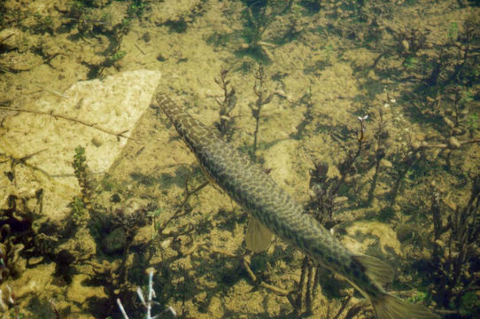 Image of Alligator gar