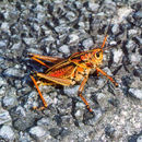 Image of Eastern Lubber Grasshopper