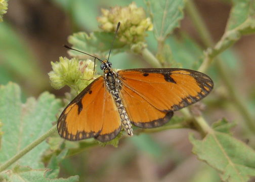 Image of Acraea eponina Cramer 1780