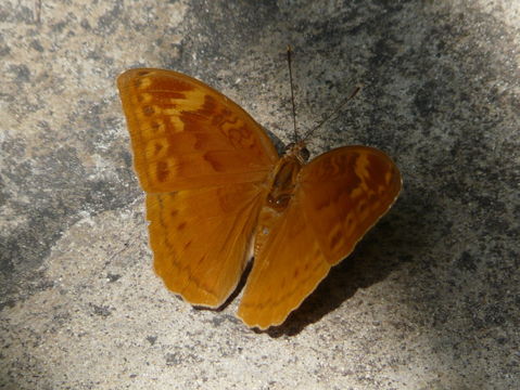 Image of Bebearia cocalia Fabricius 1793