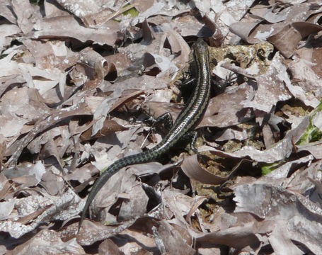 Image of East-African Snake-eyed Skink