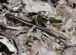 Image of East-African Snake-eyed Skink