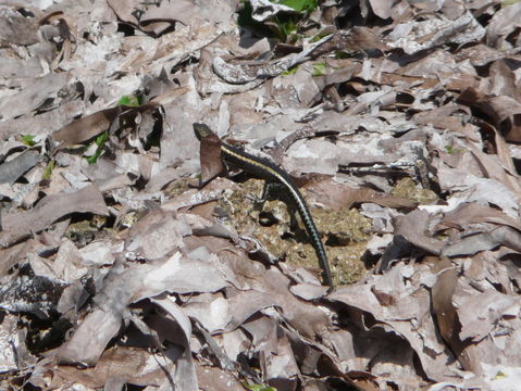 Image of East-African Snake-eyed Skink