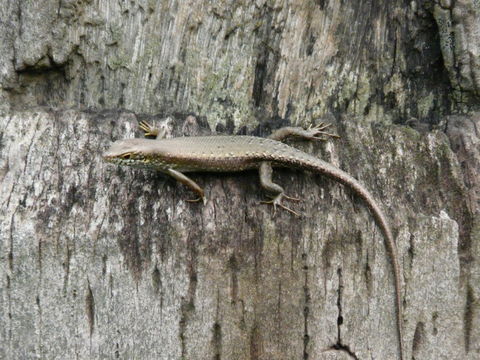 Image of Trachylepis maculilabris (Gray 1845)