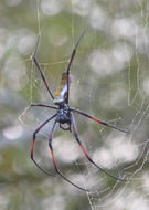 Plancia ëd Nephila