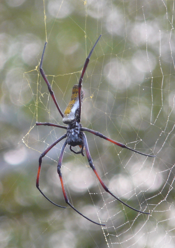 Image of Golden silk orb-weaver