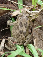 Image of Sclerophrys gutturalis (Power 1927)