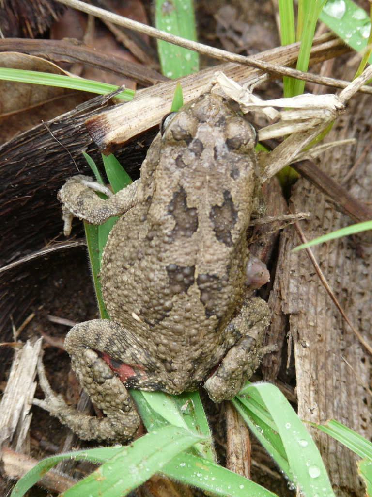 Image de Sclerophrys gutturalis (Power 1927)