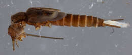 Imagem de Notonemouridae