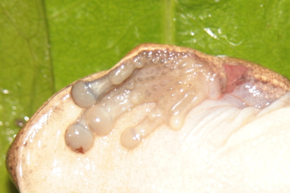 Image of Bokermannohyla ahenea (Napoli & Caramaschi 2004)