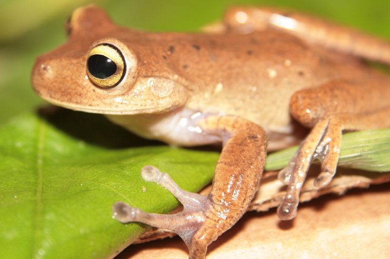 Image of Bokermannohyla ahenea (Napoli & Caramaschi 2004)