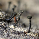 Image of spiral-spored guilded-head pin lichen