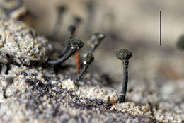 Image of spiral-spored guilded-head pin lichen