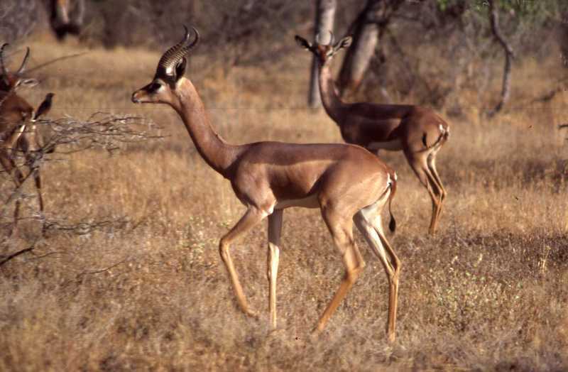 Image of Gerenuk